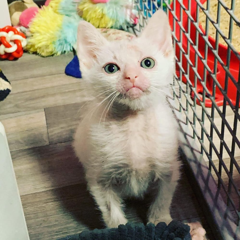 lykoi cat for sale